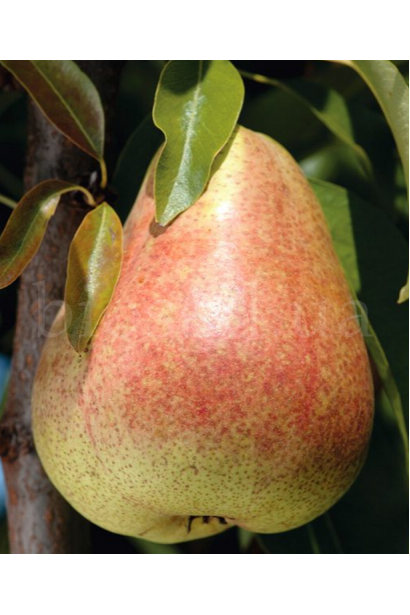 Груша звичайна ‘Киргизька зимова’